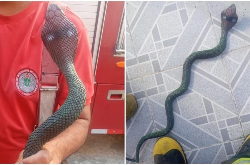  'Cobra venenosa' assusta moradores em Fortaleza, e bombeiros descobrem que animal é de brinquedo – G1